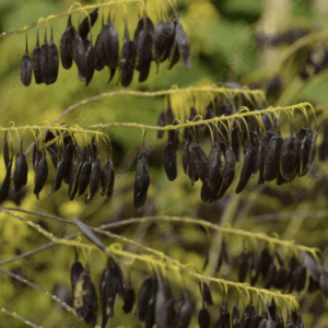 Clusters of dark seed pods hanging from thin branches against a soft green background.